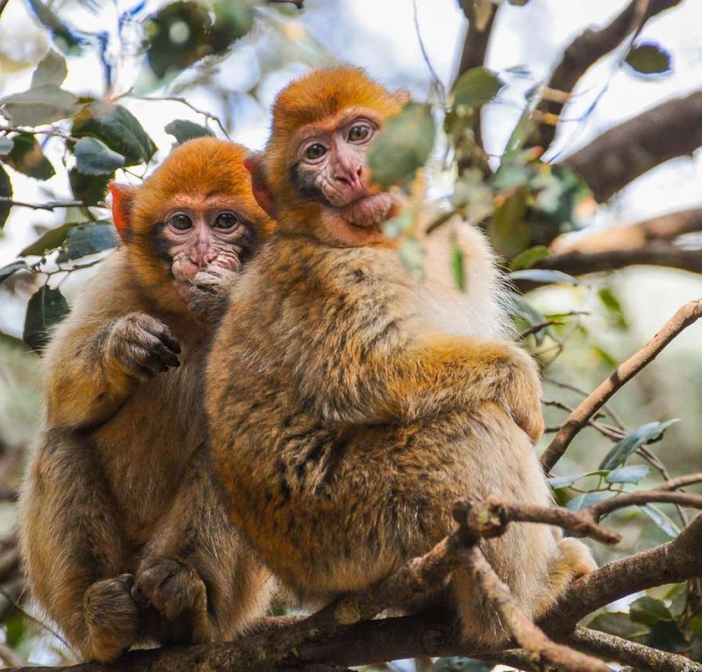 Excursion 4 dias desde Fez al Desierto