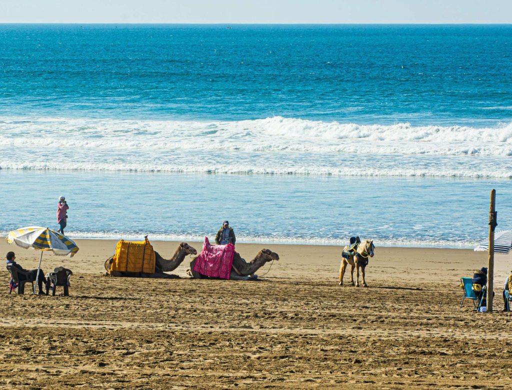 Camels with riders by the sea on a sunny beach day, featuring umbrellas and people.