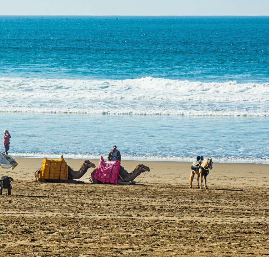 Camels with riders by the sea on a sunny beach day, featuring umbrellas and people.